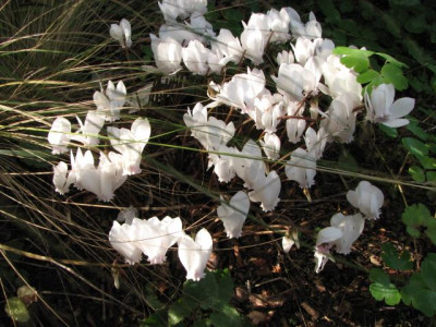 14.08.08_7746_Cyclamen_hederifolium_109_Bluten.JPG