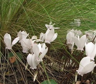 07.08.08_7554_Cyclamen_hederifolium_65_2.JPG