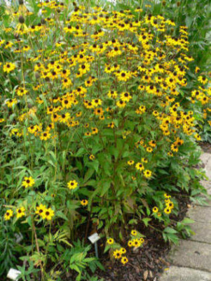 Rucbeckia_triloba_Filou.JPG
