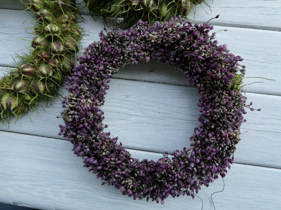 allium.jpeg