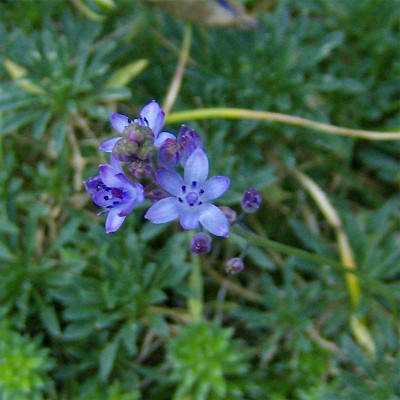 scilla-autumnalis-190808.jpg