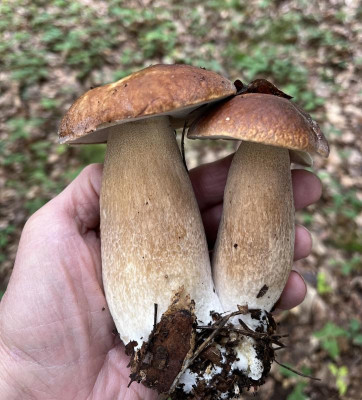 Idealer Pilz.jpg