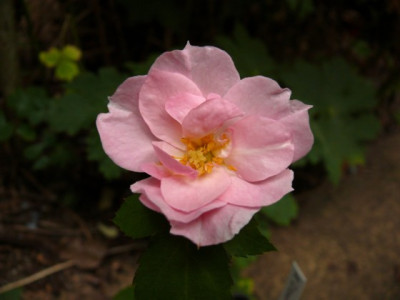 Sa.aus_Rosario_442.JPG
