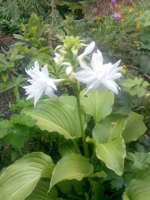 hosta_plantaginea_venus.jpg
