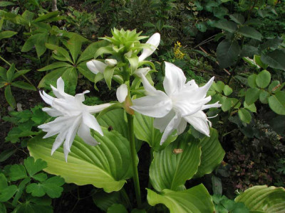 hosta_plantaginea_venus1.jpg