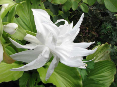 hosta_plantaginea_venus_einzelblute.jpg