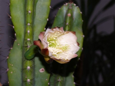 Cereus_peruvianus_262.JPG