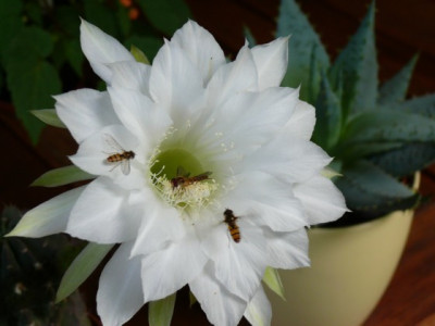 Echinopsis_198.JPG