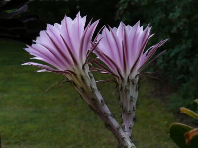 Echinopsis_528.JPG