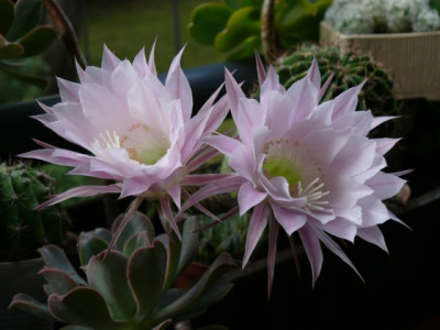 Echinopsis_530.JPG