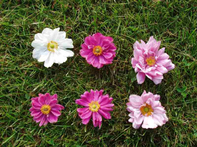 Anemonen_gef_ue.jpg