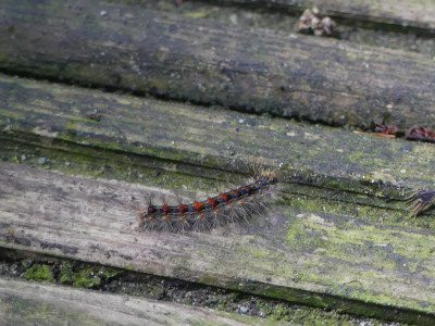 P1120436.JPG