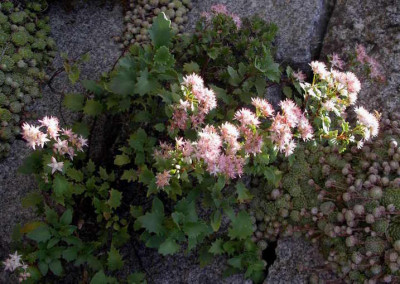 Sedum_populifolium_2008-08-20.JPG
