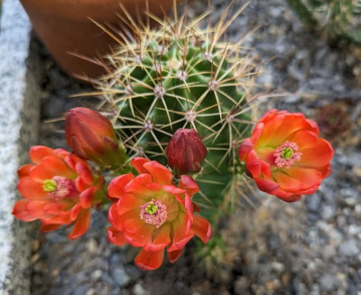 Echinocereus_triglochidiatus.24-1.jpg