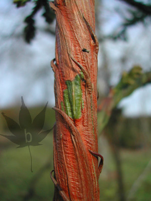 cryptomeria_jap_rasen_s4.jpg