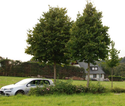 Baumhasel-Aug-2008.jpg
