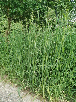 Sandhafer Blattetagen 20240611.jpeg
