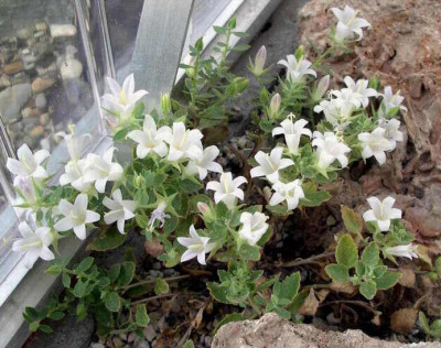 Campanula_candida_2008-08-20.JPG