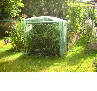 Gemusegarten_4_8.08.jpg