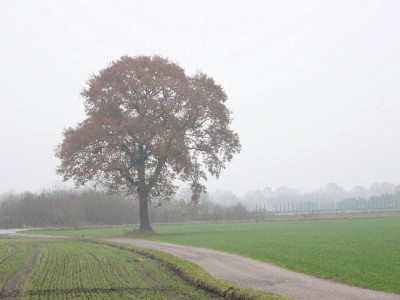 Revier-Dez-2.jpg
