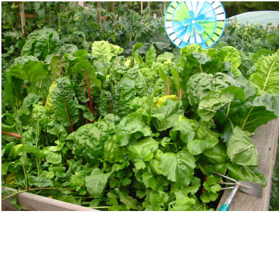 Gemusegarten_7_8.08.jpg