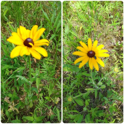 Rudbeckia.jpg