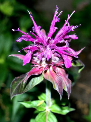 Monarda_Hybride_Violetta.jpg
