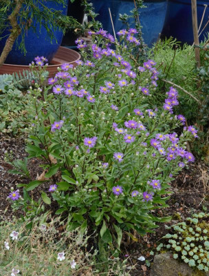 Aster_amellus-Butzemann.18-1.jpg