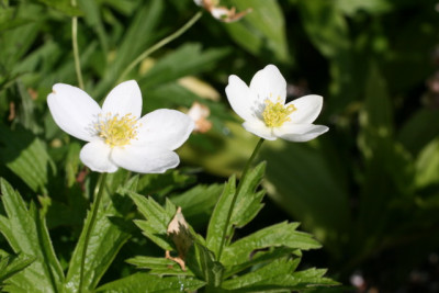 Anemone canadensis.JPG