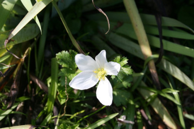 Anemone rupicola.JPG