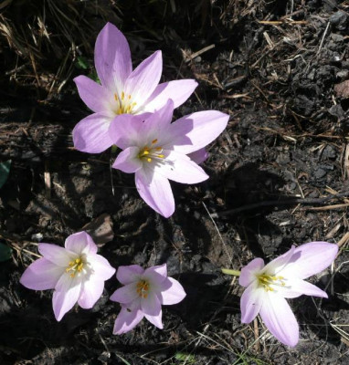 colchicum.jpg