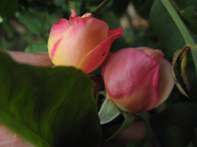 GroenanderungIMG_3580.JPG