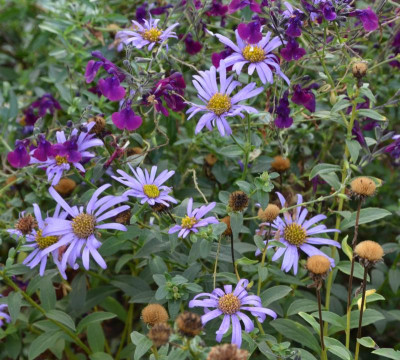 Aster_frikartii.Mönch.20-1.jpg