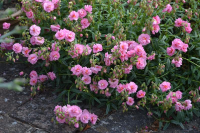 Helianthemum-Annabell.21-1.jpg
