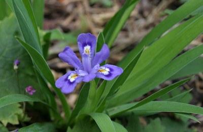 IMG_4189_eIris_lacustris.JPG