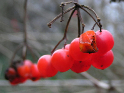 Viburnum-Dez-1.jpg
