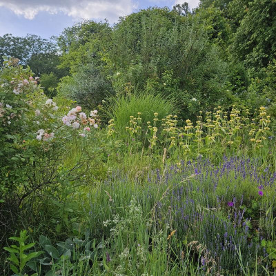 Phlomis 20240613_173032.jpg