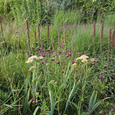 Achillea Creme Dianthus carthusianorum 20240613_175235.jpg