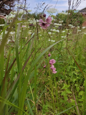 Verbascum phoeniceum rosa.jpg