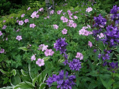 C.glomerata.JPG