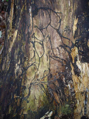 holzsterben.jpg