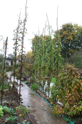 Tomaten271012-2.JPG