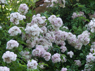 2024-06-13 Rose 'Corsana'.jpg