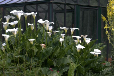 Zantedeschia.jpg