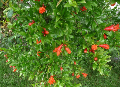 Granatapfelblüte.jpg