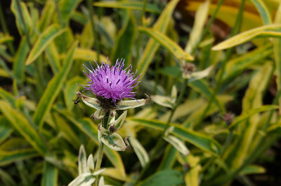 DSC01930_DxO.jpg