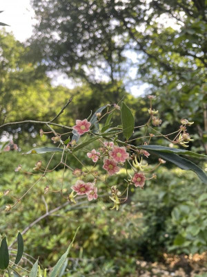 Euonymus cornutus quinquecornutus Bluete Juni 2024.jpg