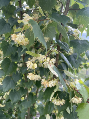 Tilia mongolica Bluete Juni 2024.jpg