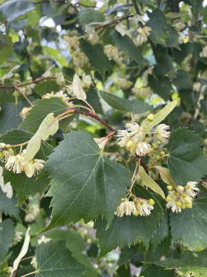Tilia mongolica Blatt und Bluete Juni 2024.jpg