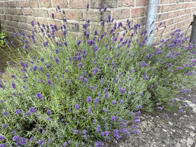 Lavandula Fuge Juni 2024.jpg